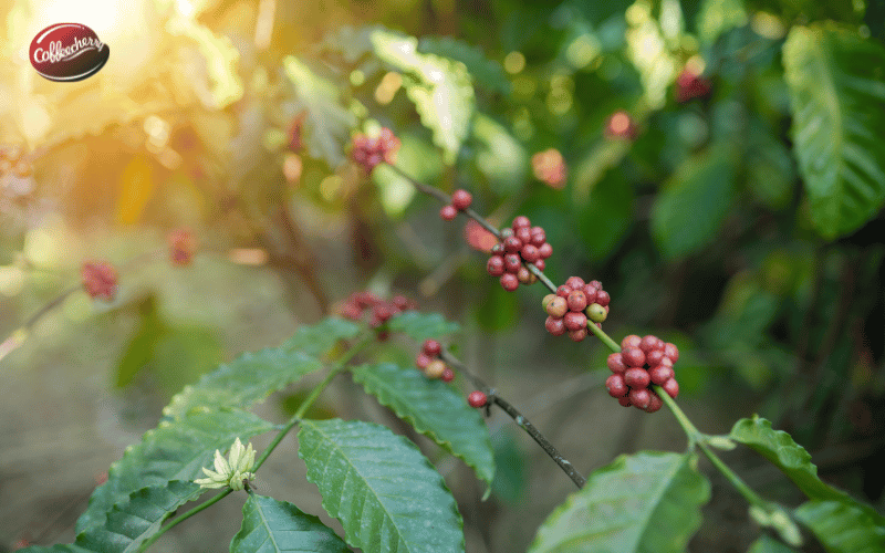 khi-nao-ca-phe-nguyen-chat-robusta-duoc-goi-la-fine-robusta (3)